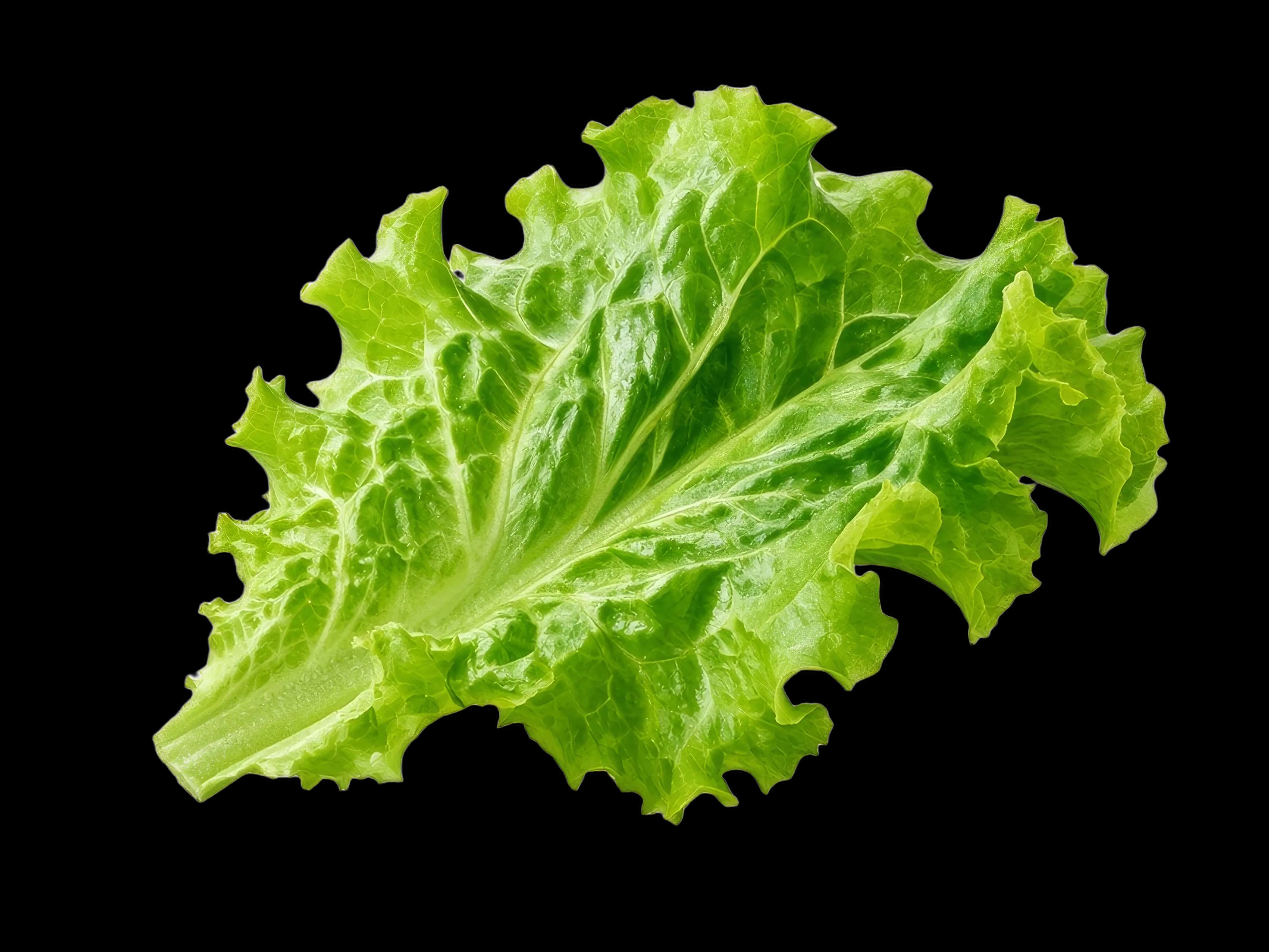 Fresh green leaf lettuce